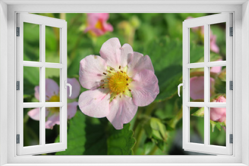 Fototapeta Naklejka Na Ścianę Okno 3D - Erdbeerblüte Nahaufnahme mit grünen Blättern im Hintergrund