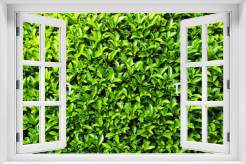 Fototapeta Naklejka Na Ścianę Okno 3D - Green Foliage for Background and Texture