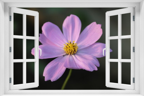 Fototapeta Naklejka Na Ścianę Okno 3D - purple flower