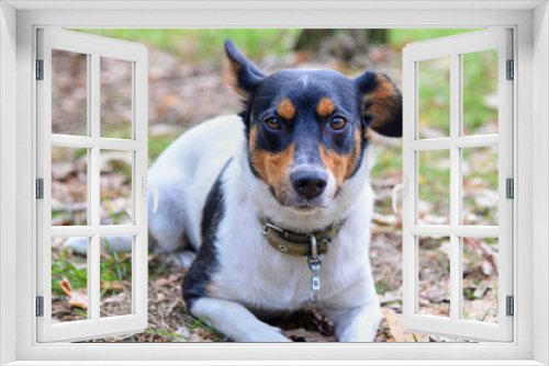 Fototapeta Naklejka Na Ścianę Okno 3D - Jack russell terrier lies on grass covered with dried leaves in a park in spring