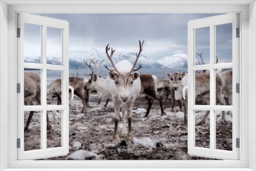 Fototapeta Naklejka Na Ścianę Okno 3D - Reindeer in Tromso