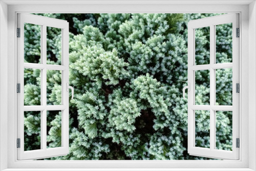 Fototapeta Naklejka Na Ścianę Okno 3D - Pine tree texture.
