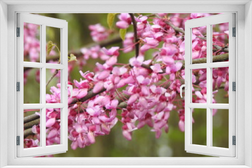 Fototapeta Naklejka Na Ścianę Okno 3D - Pink Spring Blossom