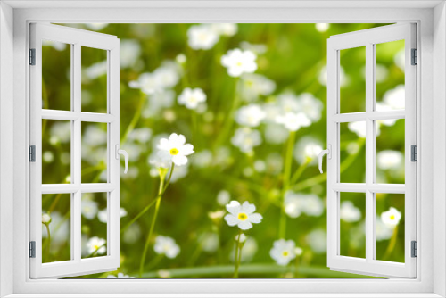 Fototapeta Naklejka Na Ścianę Okno 3D - Wildblumenwiese mit kleinen, weißen Blumen