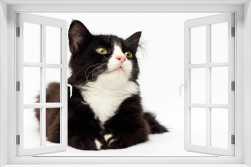 Fototapeta Naklejka Na Ścianę Okno 3D - black and white kitten looks