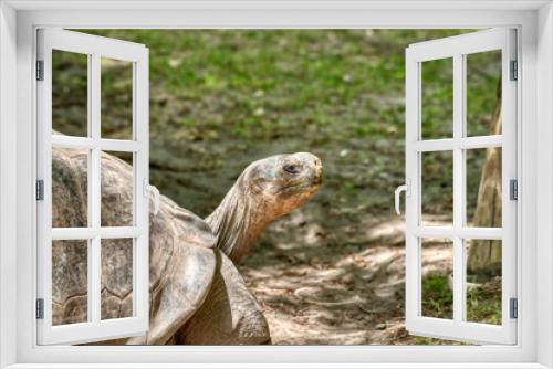 Fototapeta Naklejka Na Ścianę Okno 3D - A galapagos tortoise looking around.