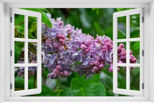 Fototapeta Naklejka Na Ścianę Okno 3D - wet small flowers of lilac on a branch with green leaves in the park