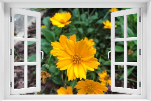 Fototapeta Naklejka Na Ścianę Okno 3D - yellow flowers in garden