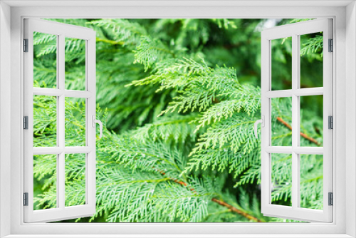 Fototapeta Naklejka Na Ścianę Okno 3D - fir tree leaf close up
