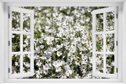Fototapeta Naklejka Na Ścianę Okno 3D - white flowers on green background