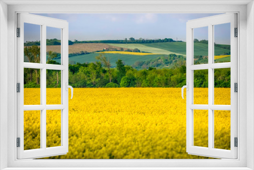 Fototapeta Naklejka Na Ścianę Okno 3D - Yellow rapeseed field in bloom at spring
