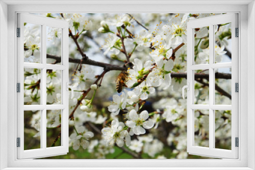 Fototapeta Naklejka Na Ścianę Okno 3D - Bee on a flower of the white cherry blossoms