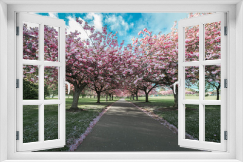Fototapeta Naklejka Na Ścianę Okno 3D - Cherry Blossom - Dundee