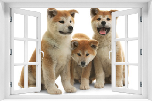 Fototapeta Naklejka Na Ścianę Okno 3D - Cute akita inu puppies isolated on white