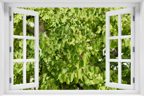 Fototapeta Naklejka Na Ścianę Okno 3D - Japanischer Kuchenbaum (Cercidiphyllum japonicum) oder Katsura
