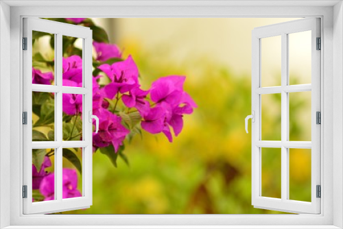 Fototapeta Naklejka Na Ścianę Okno 3D - Bougainvillea flowers 