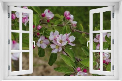 Fototapeta Naklejka Na Ścianę Okno 3D - Gorgeous pink and white blooming apple tree on green background. Beautiful nature backgrounds.