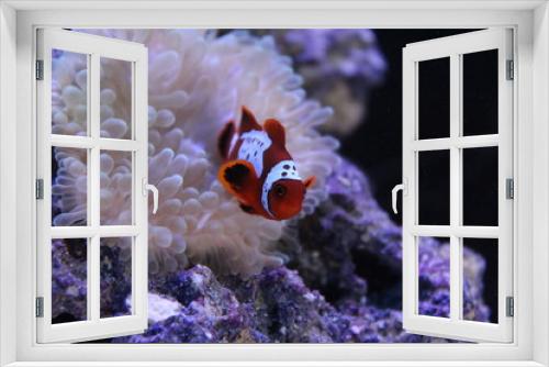 Fototapeta Naklejka Na Ścianę Okno 3D - clownfish close up