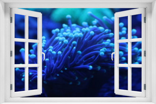 Fototapeta Naklejka Na Ścianę Okno 3D - torch coral