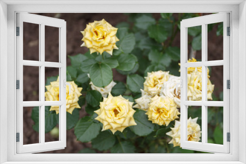 Fototapeta Naklejka Na Ścianę Okno 3D - Yellow roses in the garden, dry buds