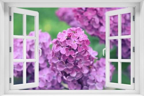 Fototapeta Naklejka Na Ścianę Okno 3D - Blossoming branch of violet lilac flower. Spring nature
