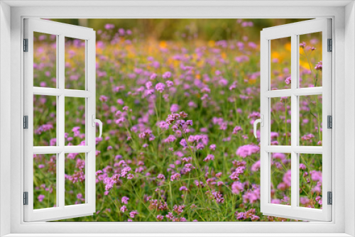 Fototapeta Naklejka Na Ścianę Okno 3D - field of pink flowers