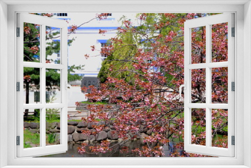 Fototapeta Naklejka Na Ścianę Okno 3D - 札幌中島公園の桜の風景