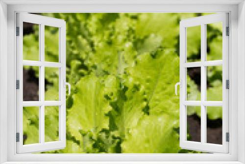 Fototapeta Naklejka Na Ścianę Okno 3D - Green lettuce leaves in the garden close-up