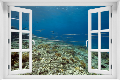 Fototapeta Naklejka Na Ścianę Okno 3D - cornetfish and coral garden