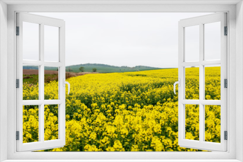 Fototapeta Naklejka Na Ścianę Okno 3D - Yellow field rapeseed in bloom. Canola flowers