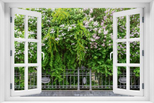 Fototapeta Naklejka Na Ścianę Okno 3D - lilac bushes in the park