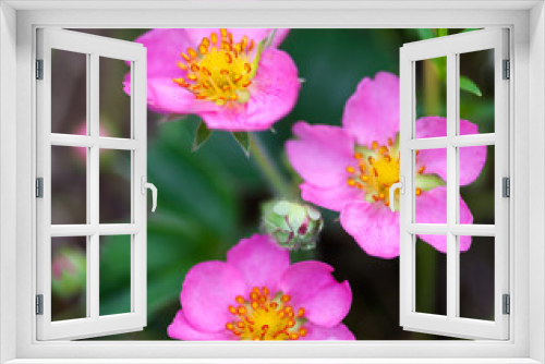 Fototapeta Naklejka Na Ścianę Okno 3D - Pink flowers in the summer meadow