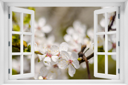 Fototapeta Naklejka Na Ścianę Okno 3D - white flowers