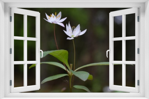 Fototapeta Naklejka Na Ścianę Okno 3D - Siódmaczek leśny Trientalis europaea - mały, biały wiosenny kwiatek