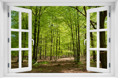 Fototapeta Naklejka Na Ścianę Okno 3D - Naturschutzgebiet Ribnitzer Großes Moor