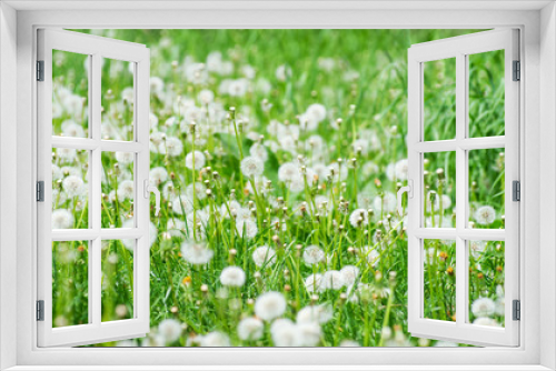 Fototapeta Naklejka Na Ścianę Okno 3D - Green field with dandelions.