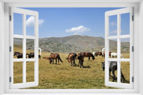 Fototapeta Naklejka Na Ścianę Okno 3D - Horses from the mountain from Macedonia