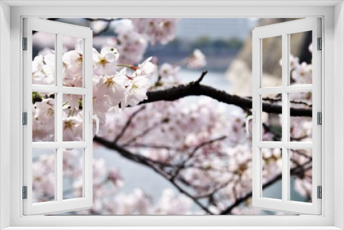 Fototapeta Naklejka Na Ścianę Okno 3D - Scenery of cherry blossoms in full bloom around Osaka Castle.