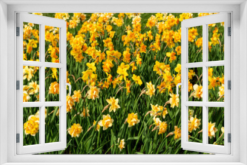 Fototapeta Naklejka Na Ścianę Okno 3D - Narcissus field in bloom on spring in garden