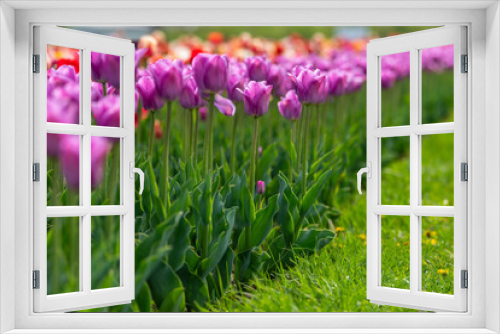 Fototapeta Naklejka Na Ścianę Okno 3D - Spring fields of blooming tulip. Beauty outdoor scene