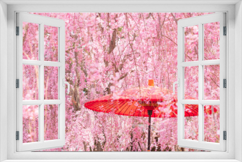 Fototapeta Naklejka Na Ścianę Okno 3D - 枝垂桜と和傘　和風イメージ　春　高見の郷　4月