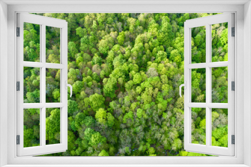 Fototapeta Naklejka Na Ścianę Okno 3D - Aerial top view of summer green trees in forest