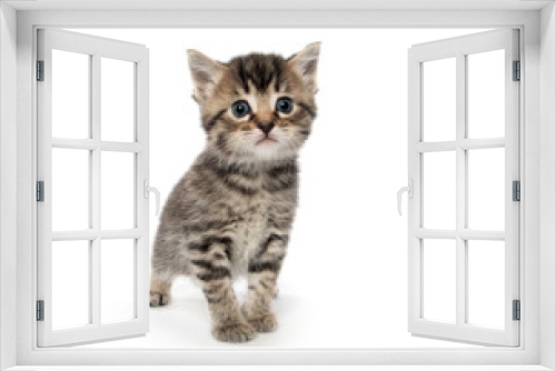 Fototapeta Naklejka Na Ścianę Okno 3D - Cute tabby kitten on white