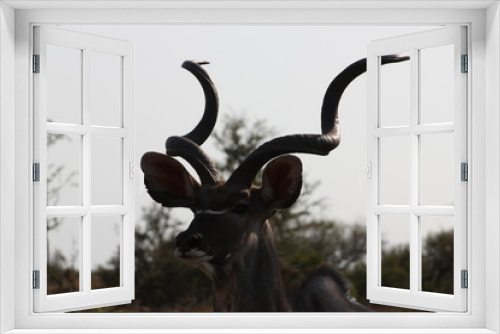 Fototapeta Naklejka Na Ścianę Okno 3D - Kudu close up