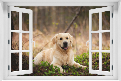 Fototapeta Naklejka Na Ścianę Okno 3D - Beautiful and funny dog breed golden retriever lying outdoors in the forest at sunset in spring