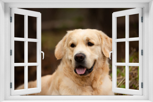 Fototapeta Naklejka Na Ścianę Okno 3D - Beautiful and happy beige dog breed golden retriever lying outdoors in the forest at sunset in spring