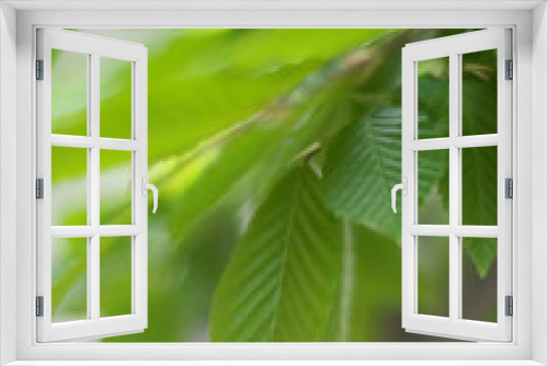 Fototapeta Naklejka Na Ścianę Okno 3D - piccole foglie