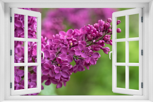 Fototapeta Naklejka Na Ścianę Okno 3D - Purple Lilac Flowers