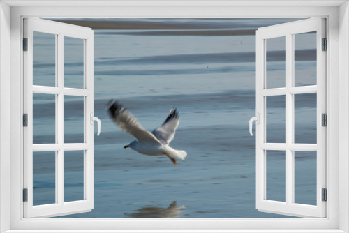 Fototapeta Naklejka Na Ścianę Okno 3D - Seagull on the Beach by the ocean