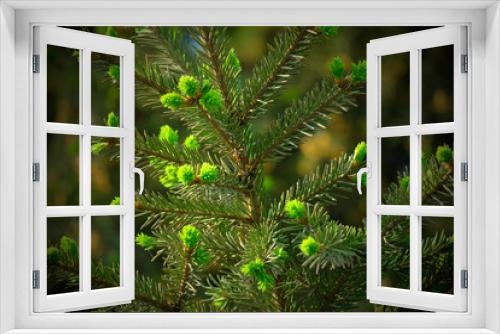 Fototapeta Naklejka Na Ścianę Okno 3D - Background of blurred green branches of pine or spruce. Young needles and cones. Fluffy, young tree branch close-up. Copyspace.